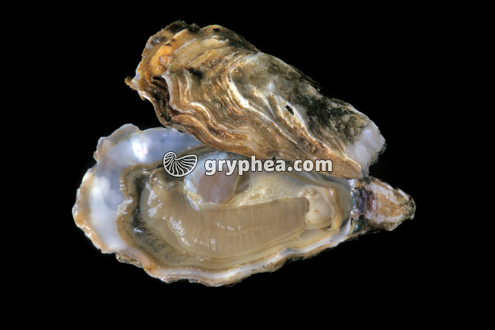 Huitre ouverte (actuelle) - gryphea.com